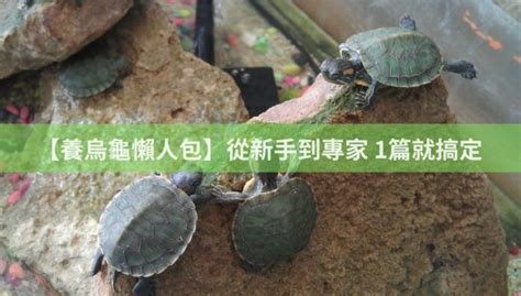 烏龜|【養烏龜懶人包】：從新手到專家，1篇就搞定